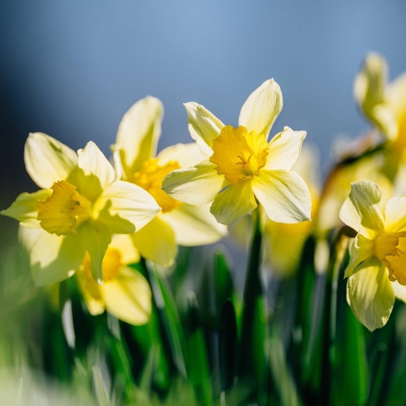 Нарцисс цветок желтый