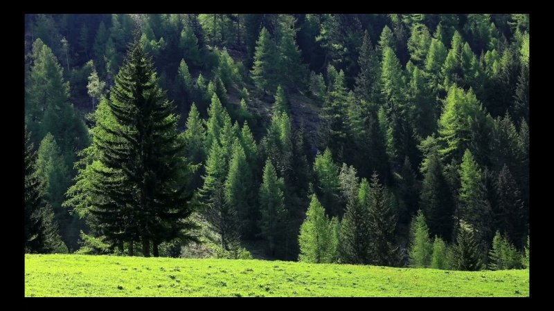 Темнохвойная Пихтовая Тайга Сибирь