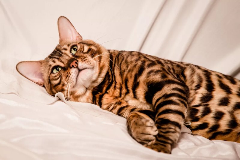 Бенгальский кот бенгал