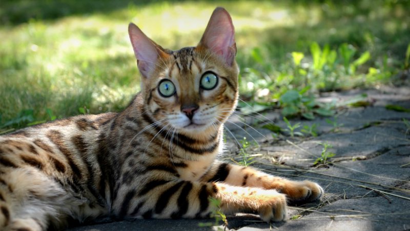 Бенгальский кот