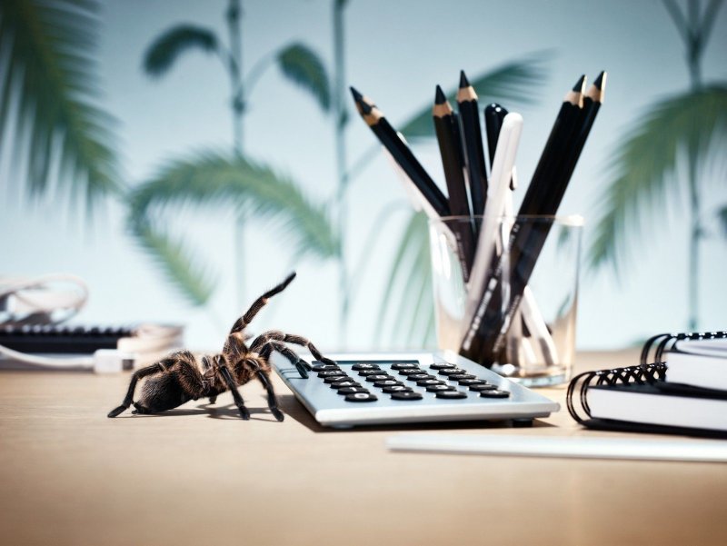 Заставка на рабочий стол бухгалтера