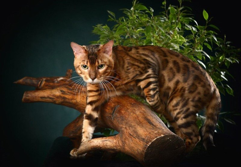 Бенгальский кот