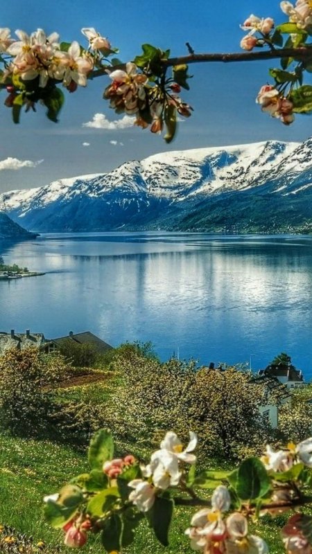 Горы озеро цветы