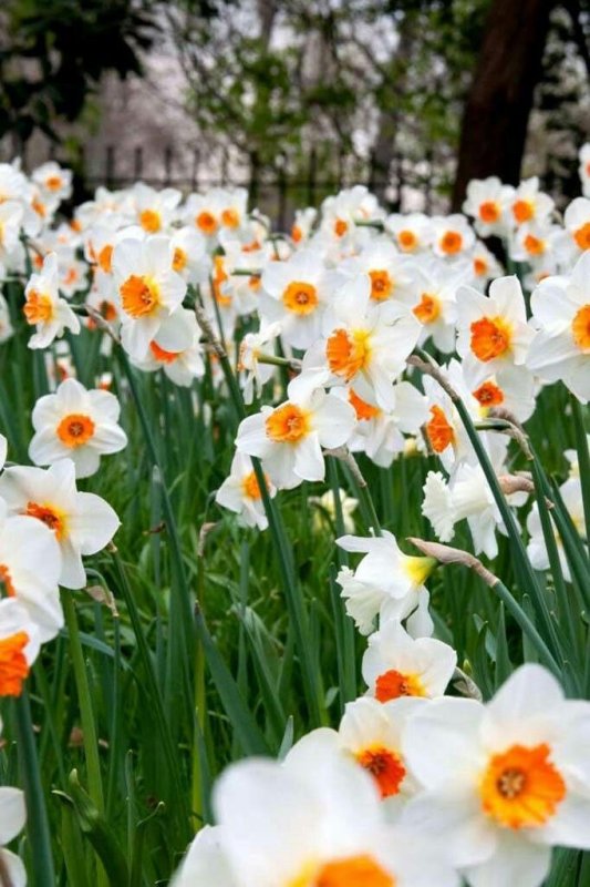 Нарцисс кассата