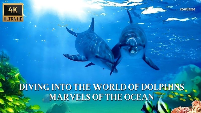 Подводный мир дельфины