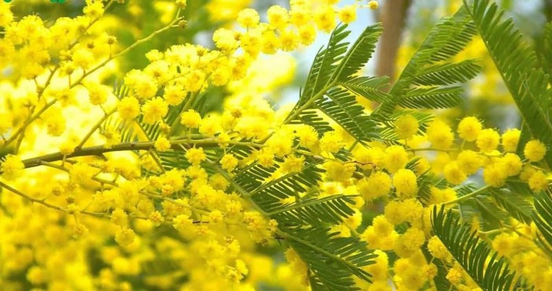 Мимоза хамбуриана Грин