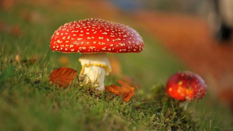 Осень грибы мухоморы