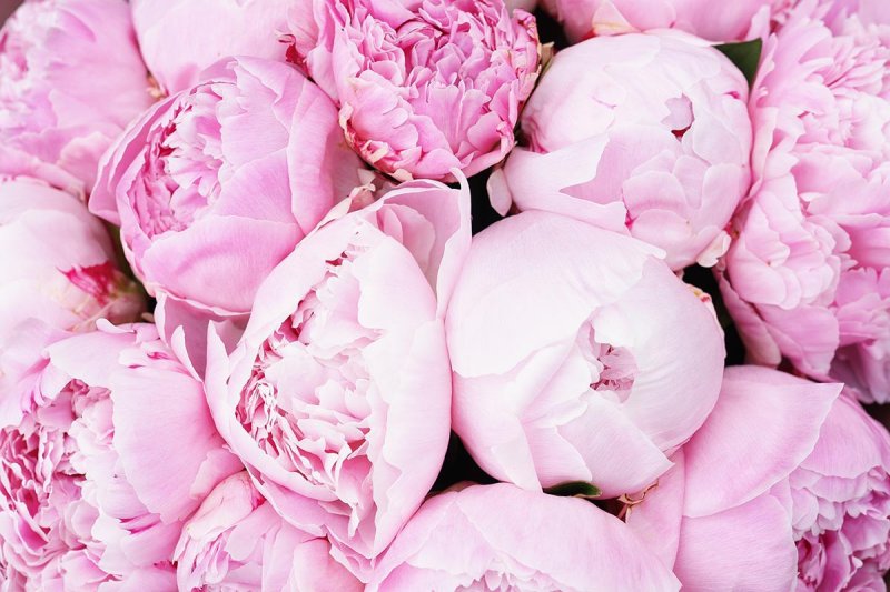 Пион нежно-розовый