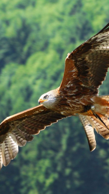 Ястреб в полете