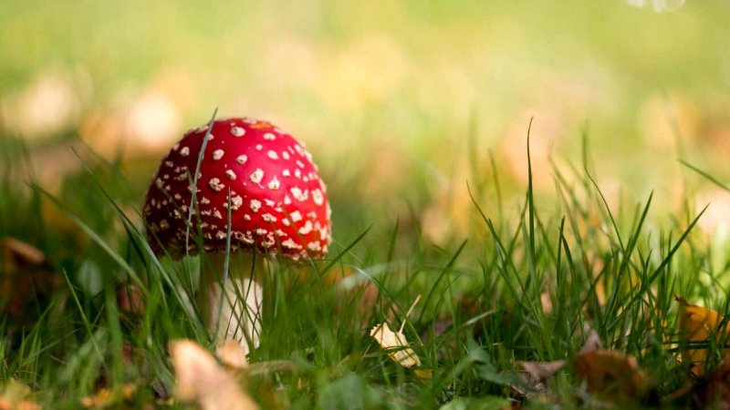 Красивый мухомор