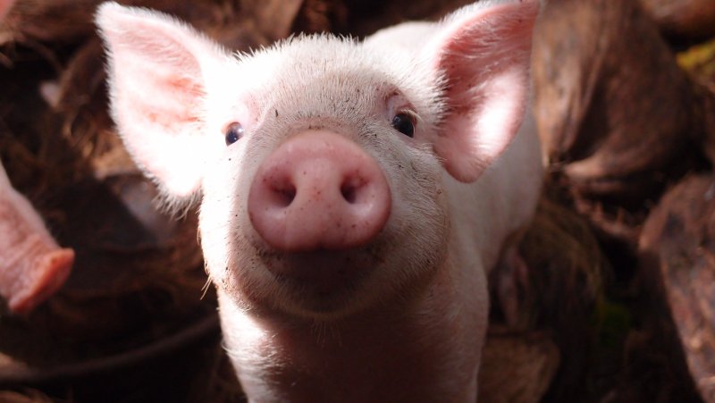Морда свиньи