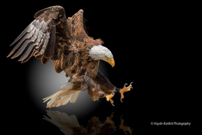 Коричневый Орел