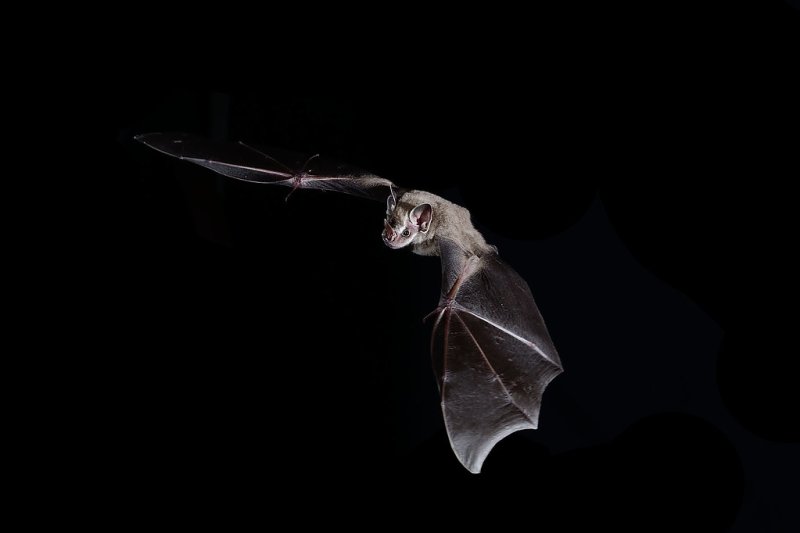 Летучая мышь