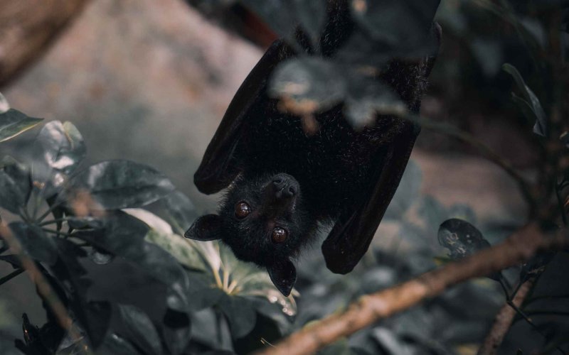 Рой летучих мышей