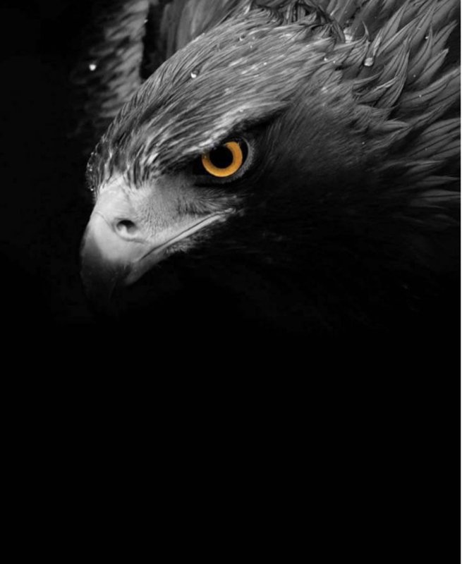 Орел на черном фоне