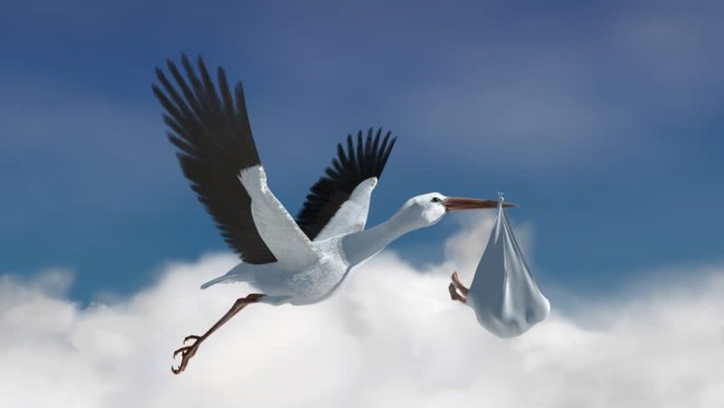 Красивый Аист с малышом