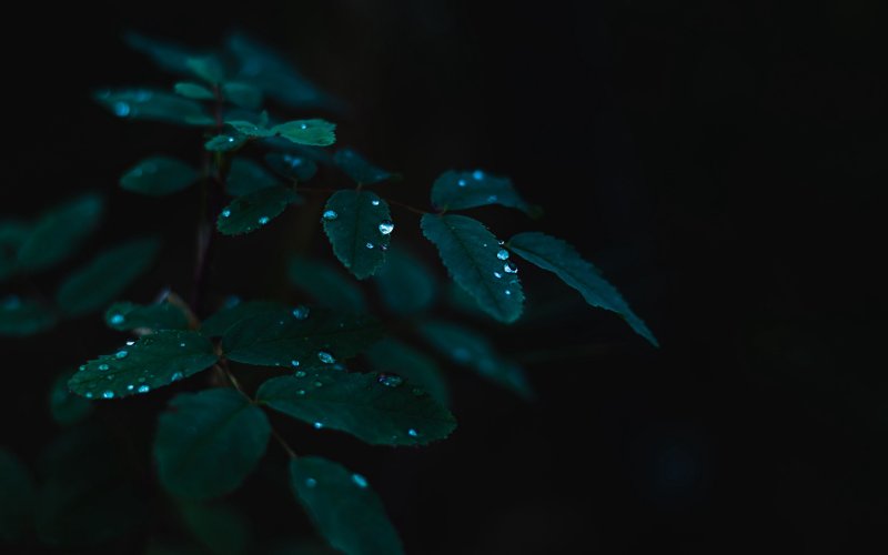 Темно зеленые цветы