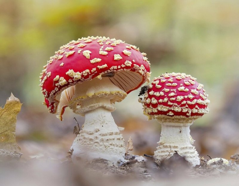 Грибница мухомора