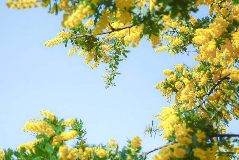 Цветущая Мимоза