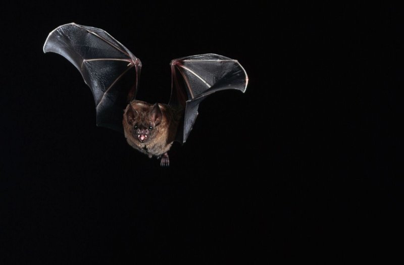 Летучая мышь черная