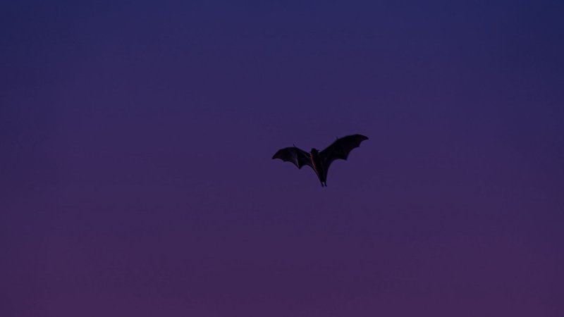 Фон небо и летучие мыши