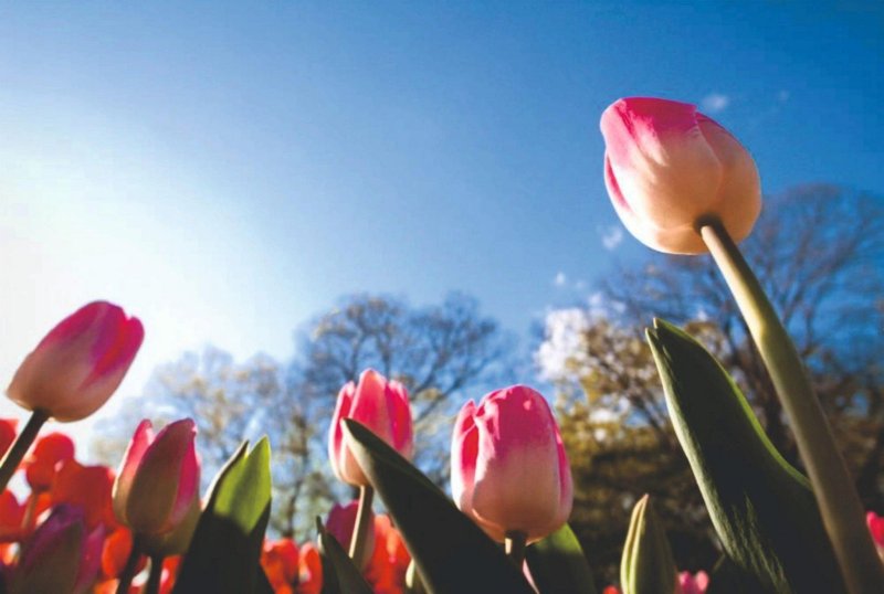 Весенние тюльпаны