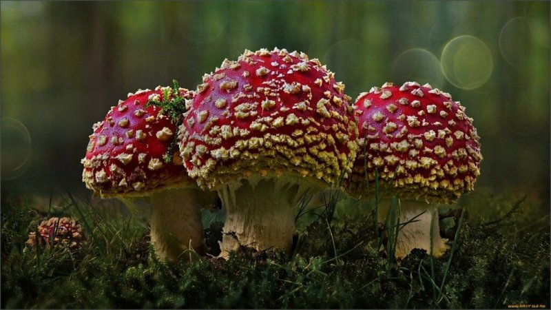 Аманита Мускария зеленая