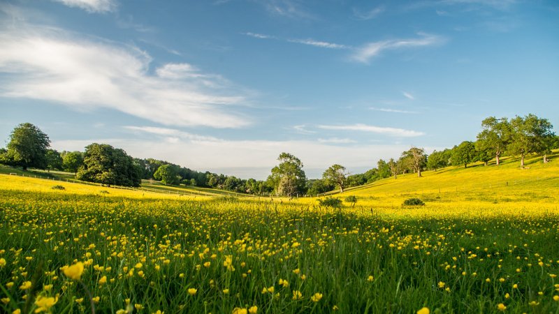 Пейзаж лето