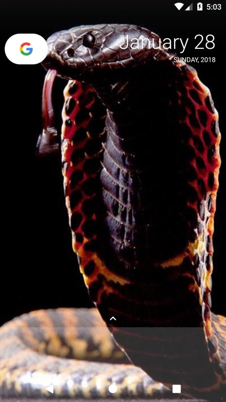 Укус королевской кобры