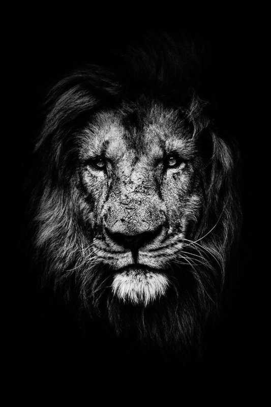 Морда Льва на черном фоне