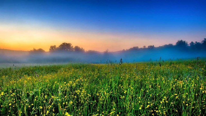 Красивый луг