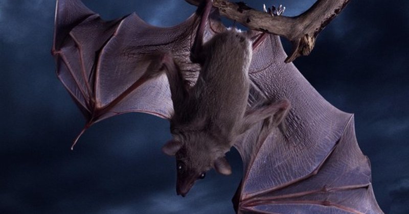 Калифорнийская Листоносая летучая мышь