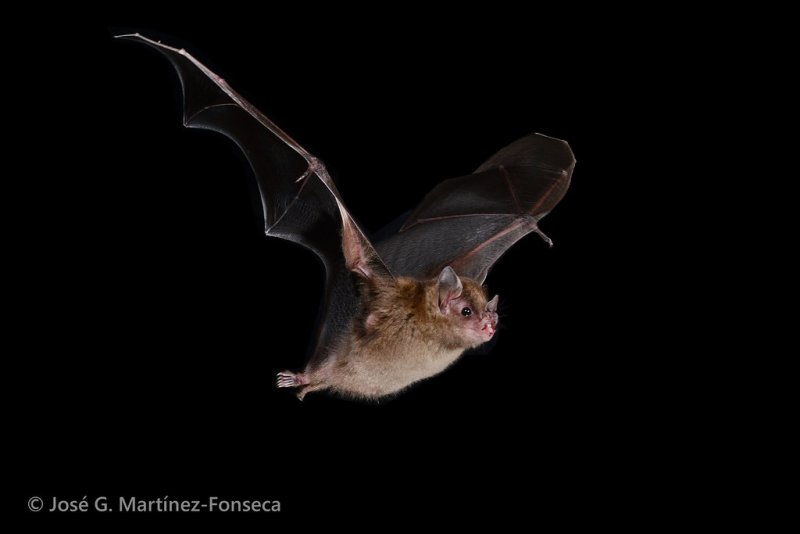 Летучая мышь черная