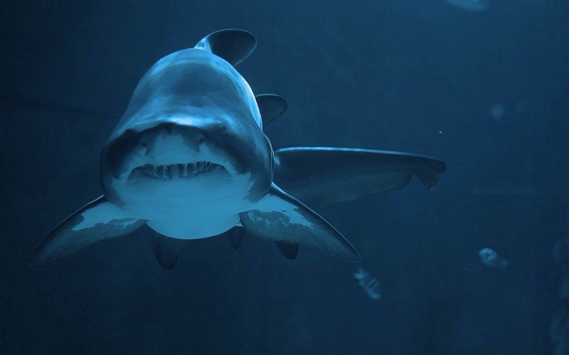 Картинки на рабочий стол акулы