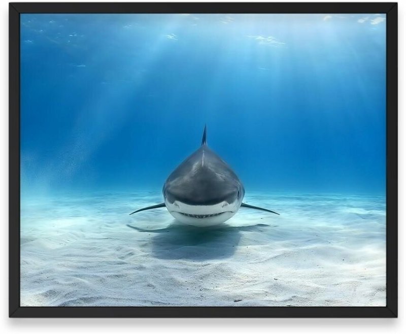 Красивые акулы