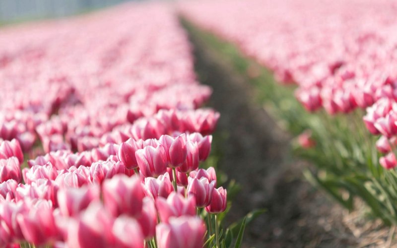 Весенние картинки на рабочий стол