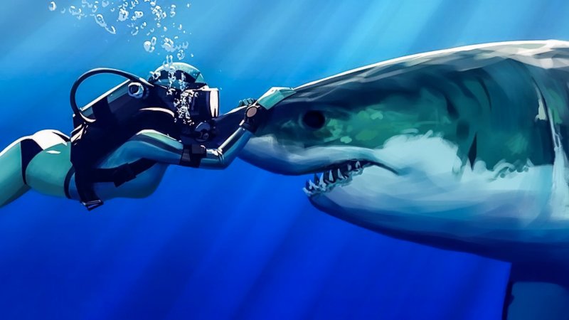 Красивые акулы