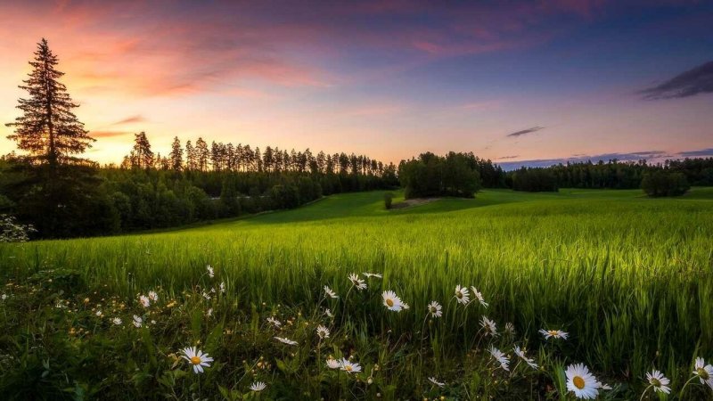 Красивый луг