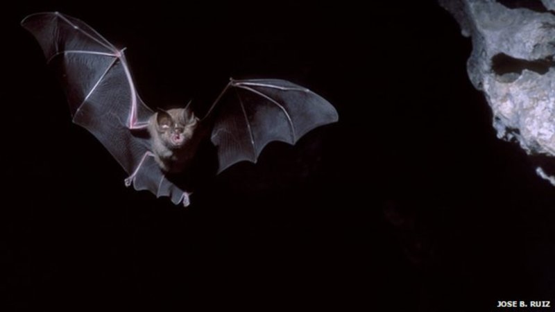 Летучая мышь