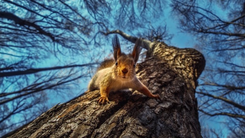 Весенняя белка