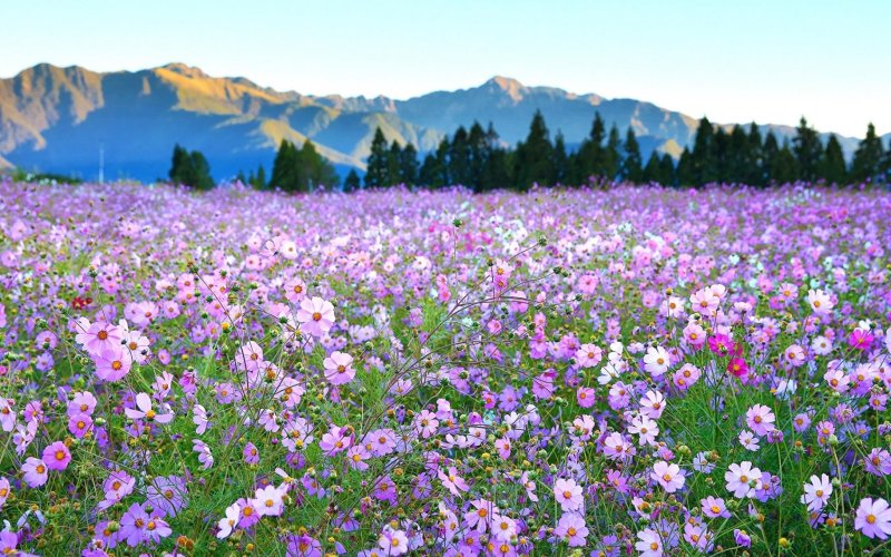 Альпийские Луга Алтая