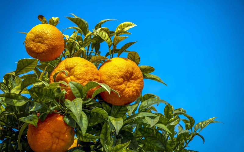 Сочные фрукты