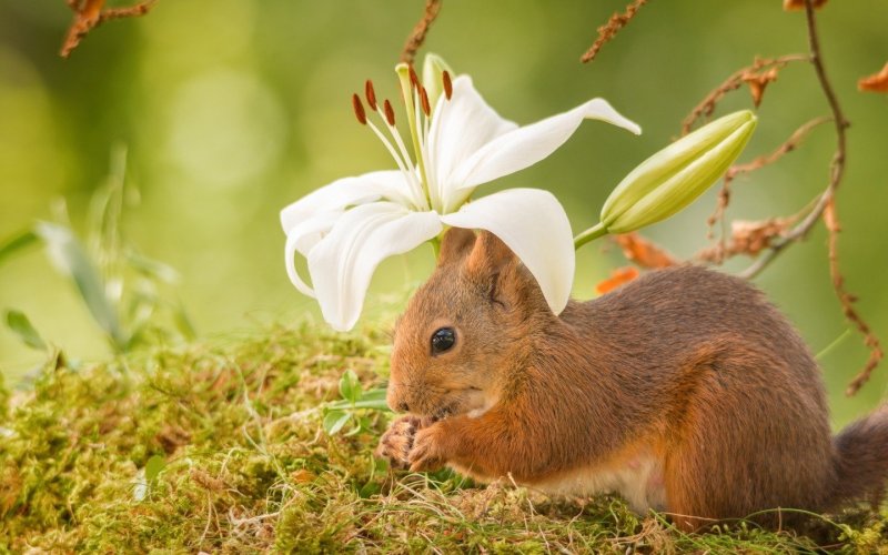Белка и цветы
