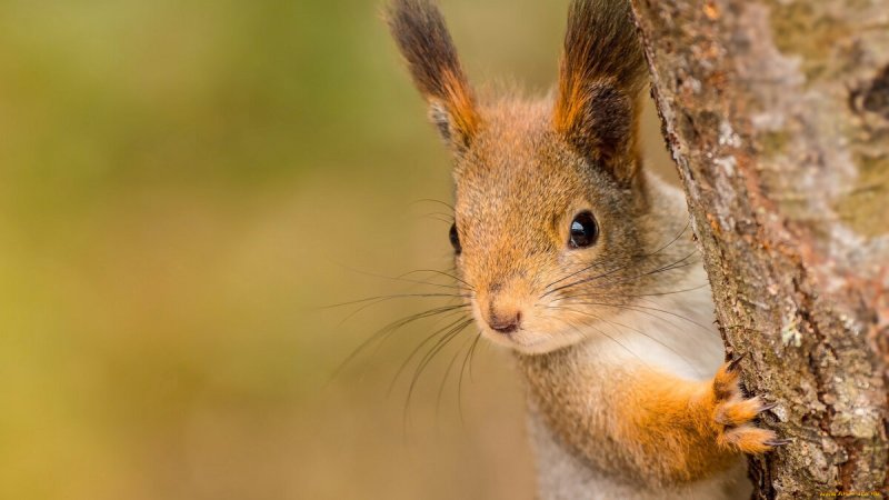Заставка на рабочий стол белка