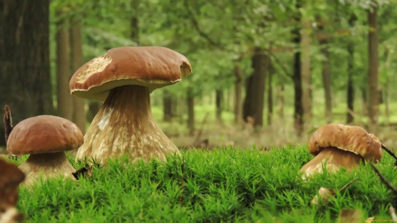 Грибной лес