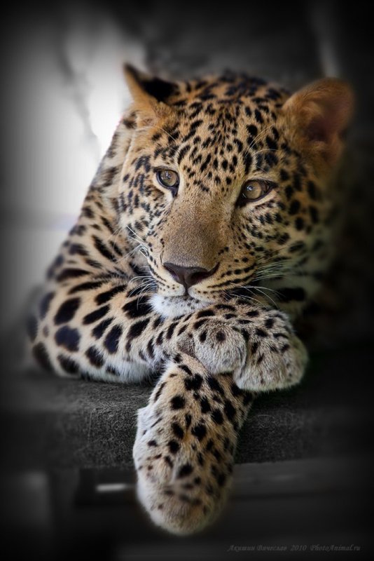 Красивый леопард