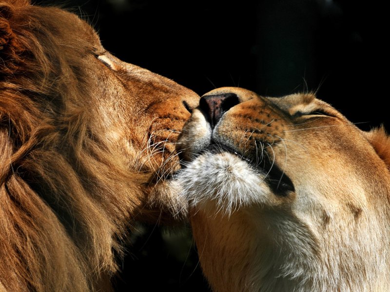 Лев и львица любовь