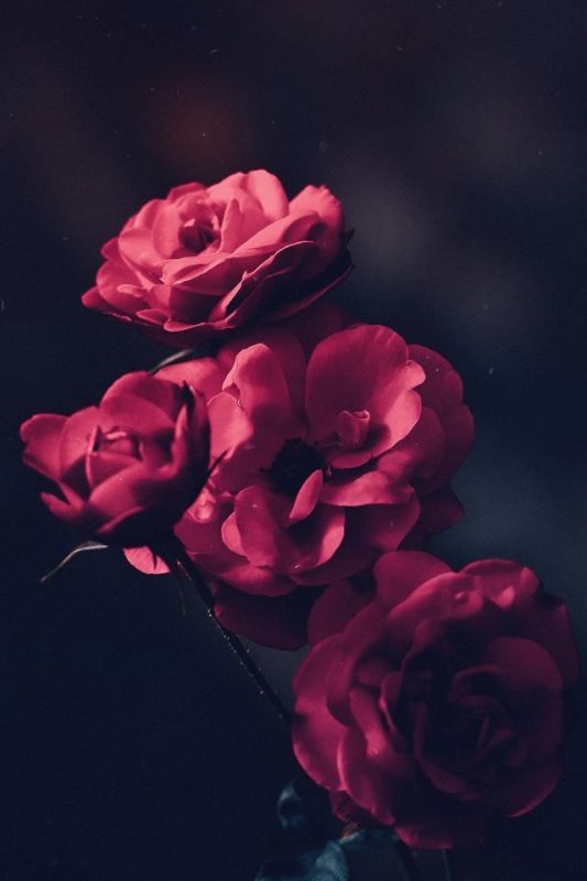 Темные цветы