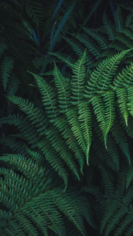 Папоротник страусник