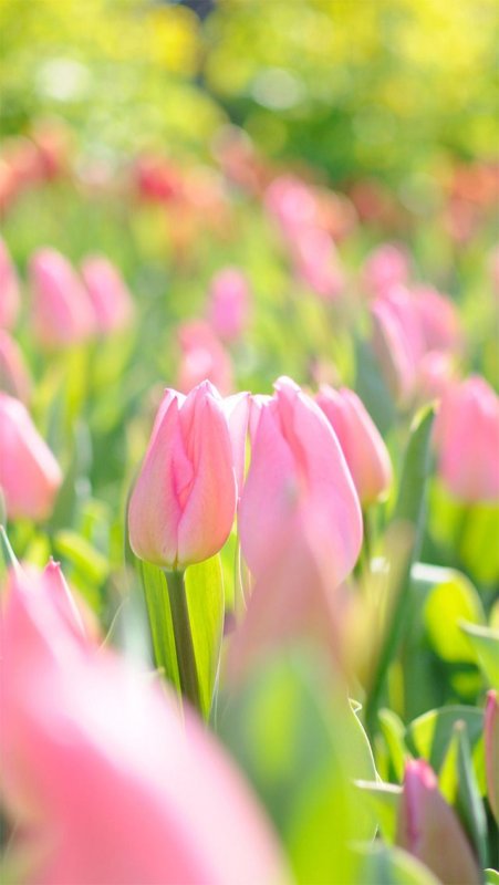 Розовые тюльпаны